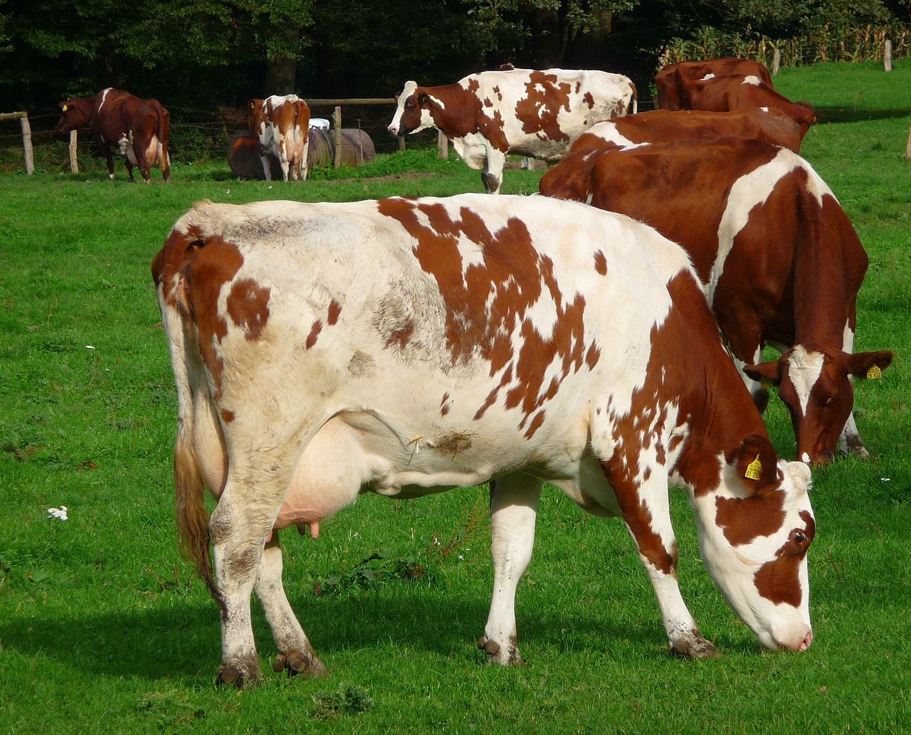 livestocks